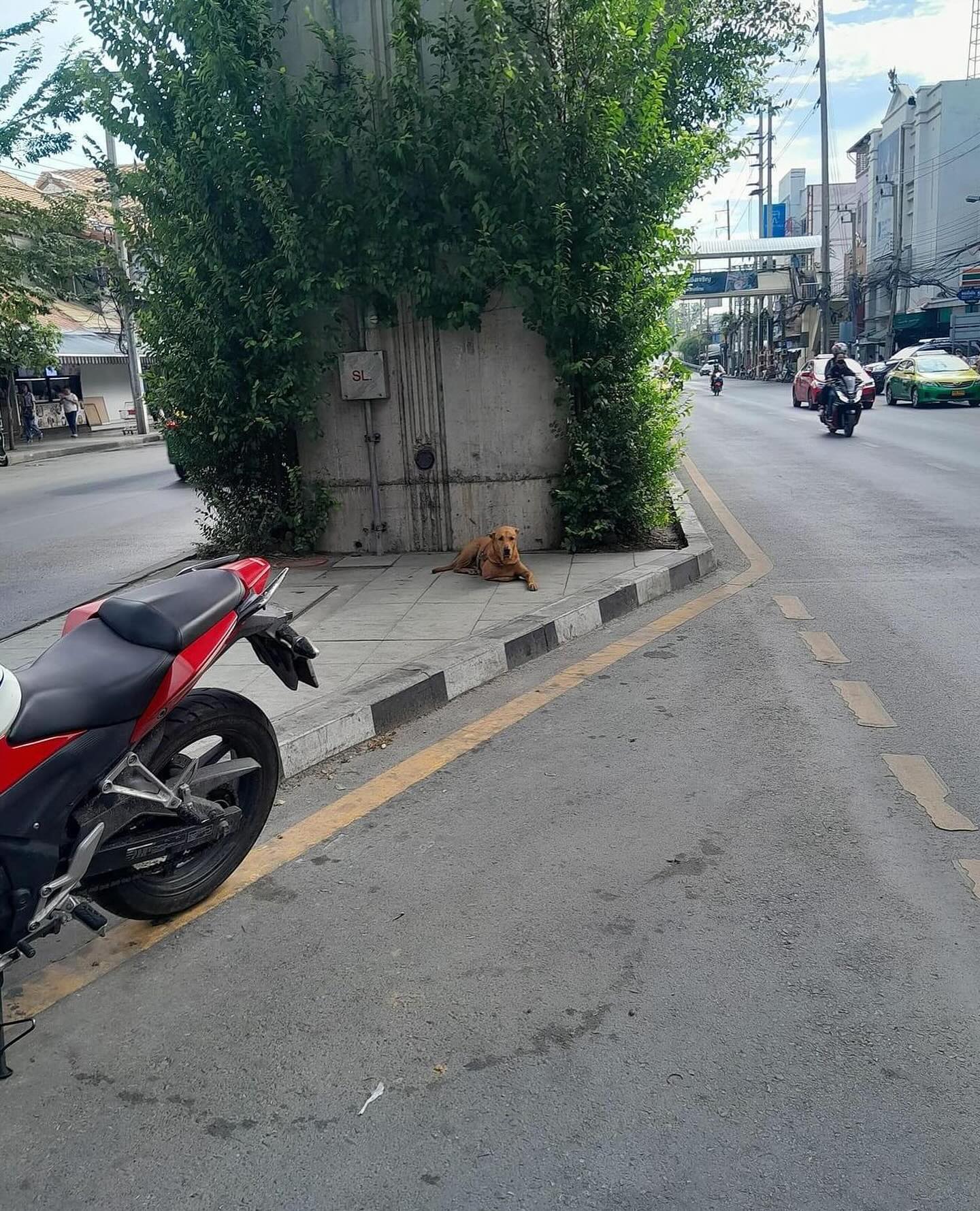 ต้นหอม - ศกุนตลา เทียนไพโรจน์