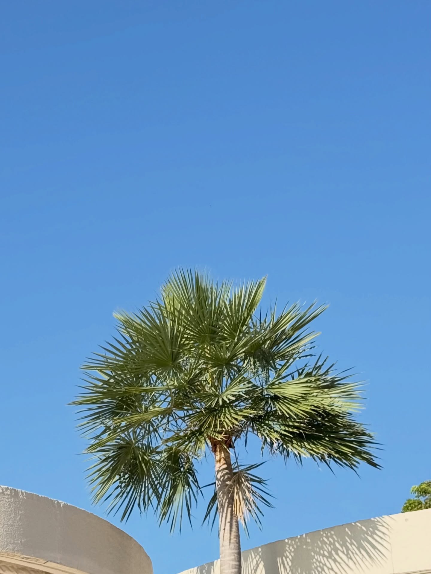 กิ๊ฟซ่า - ปิยา พงศ์กุลภา