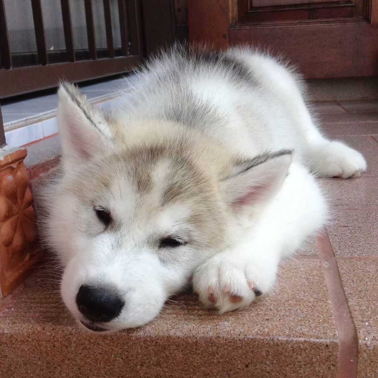 ยูโด - ธรรม์ธัช ธารินทร์ภิรมย์