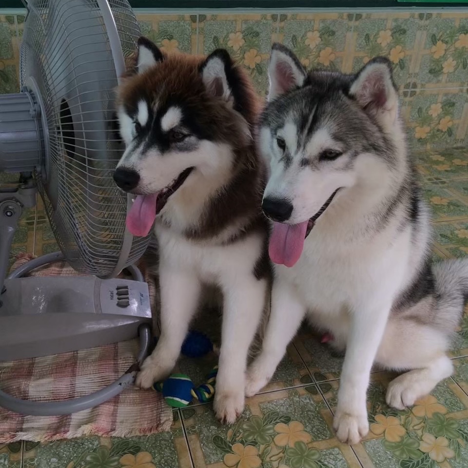 ยูโด - ธรรม์ธัช ธารินทร์ภิรมย์