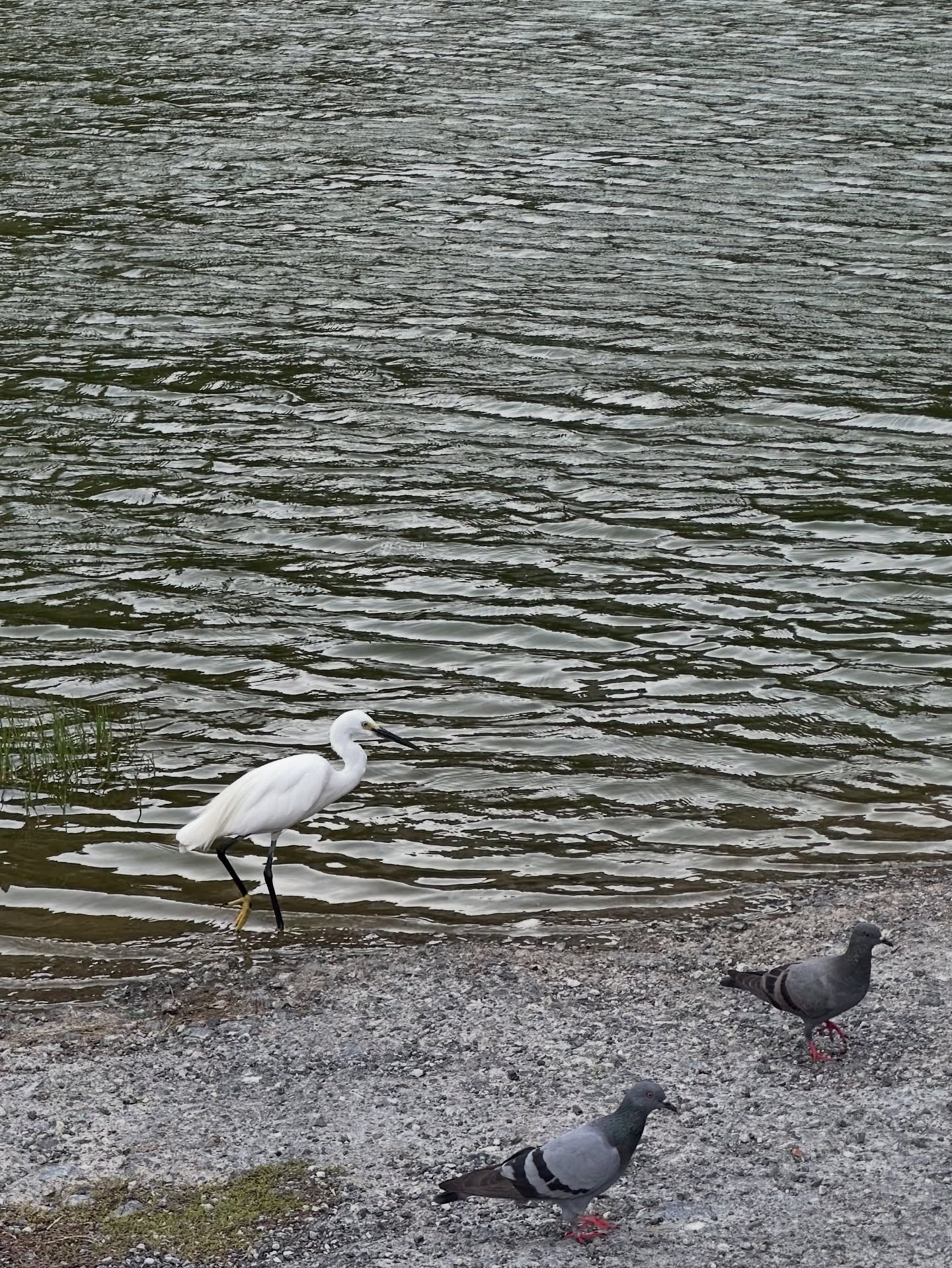 ฮาร์ท - ชุติวัฒน์ จันเคน