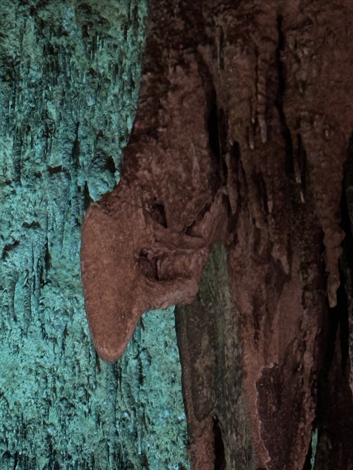 ฮาร์ท - ชุติวัฒน์ จันเคน