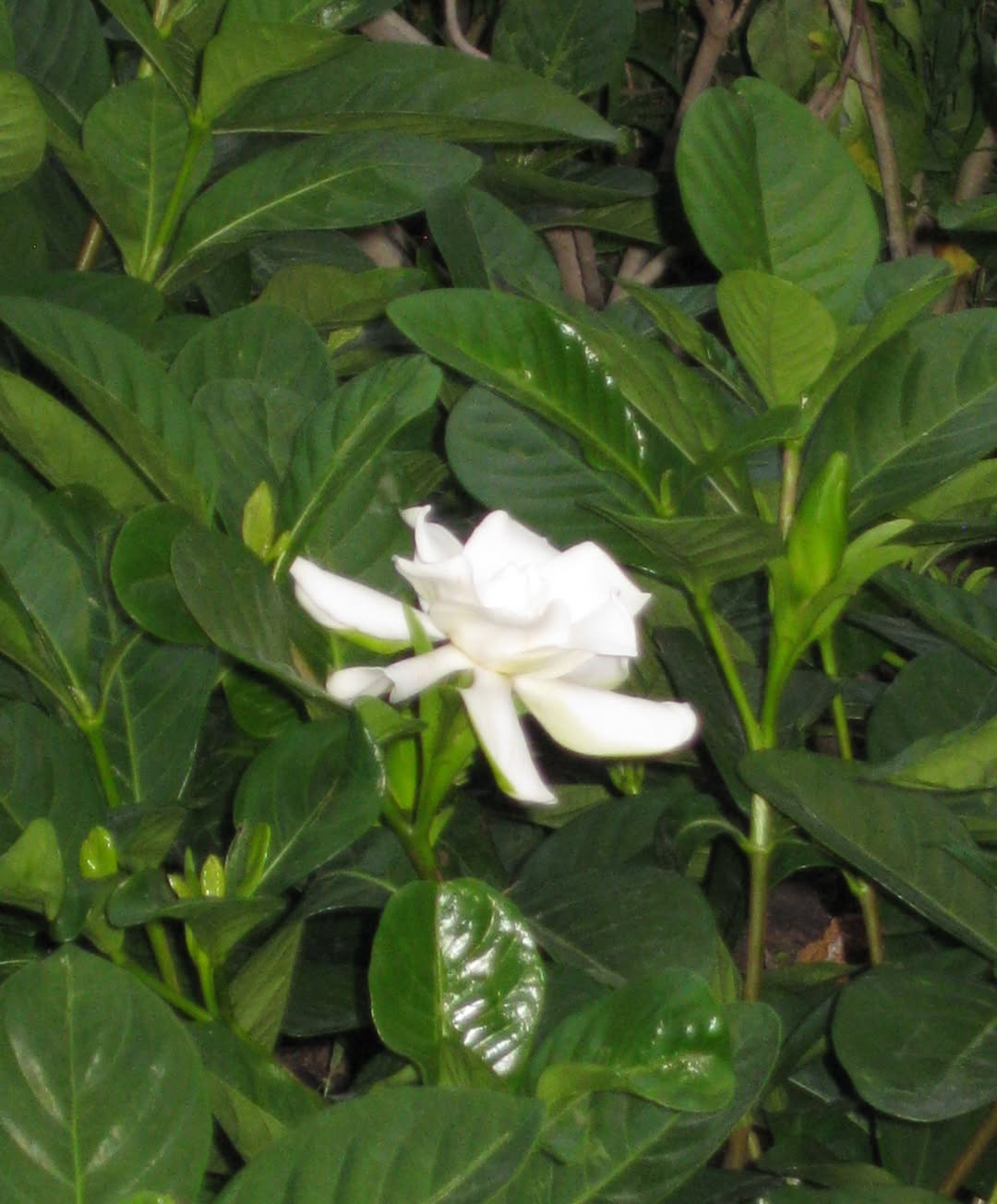 คูเปอร์ - ภัทรพสิษฐ์ ณ สงขลา