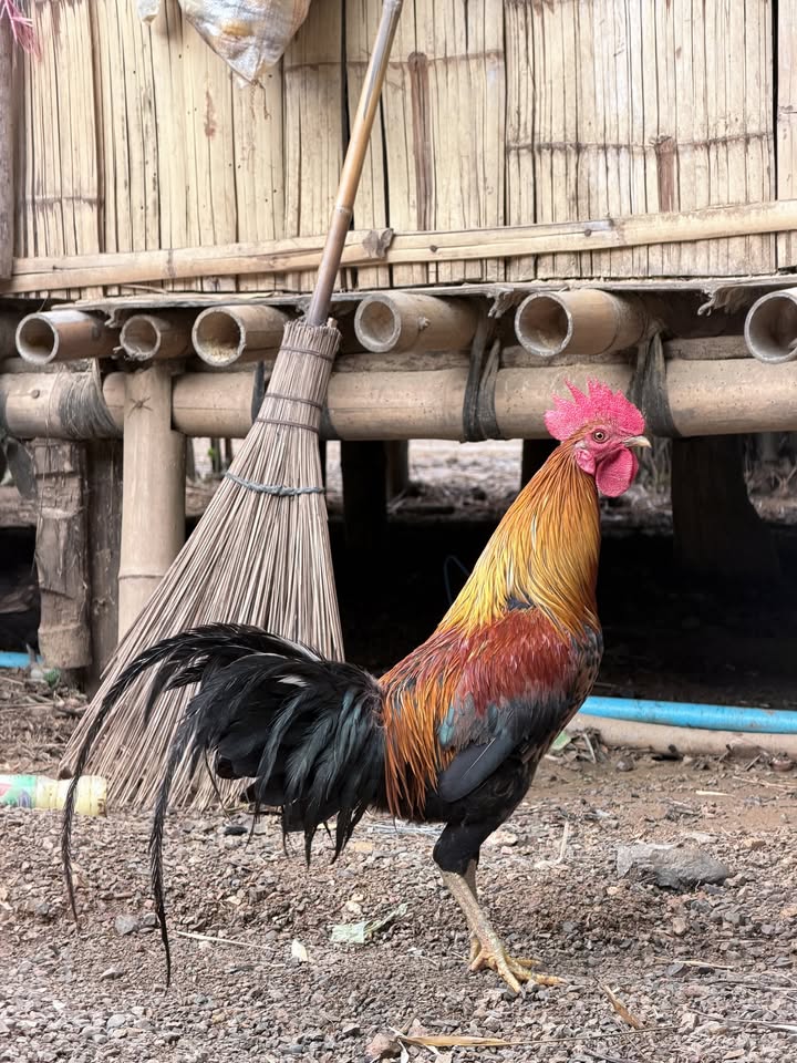 มาร์ช - จุฑาวุฒิ ภัทรกำพล