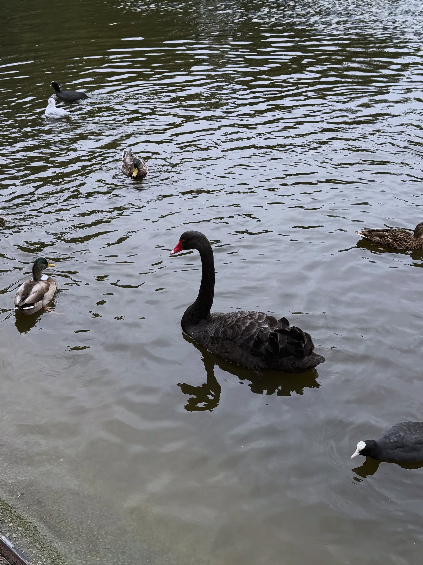 ชาล็อต ออสติน