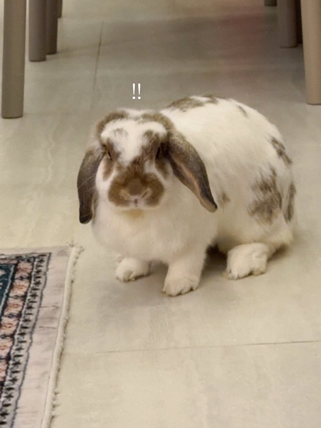 ชาล็อต ออสติน