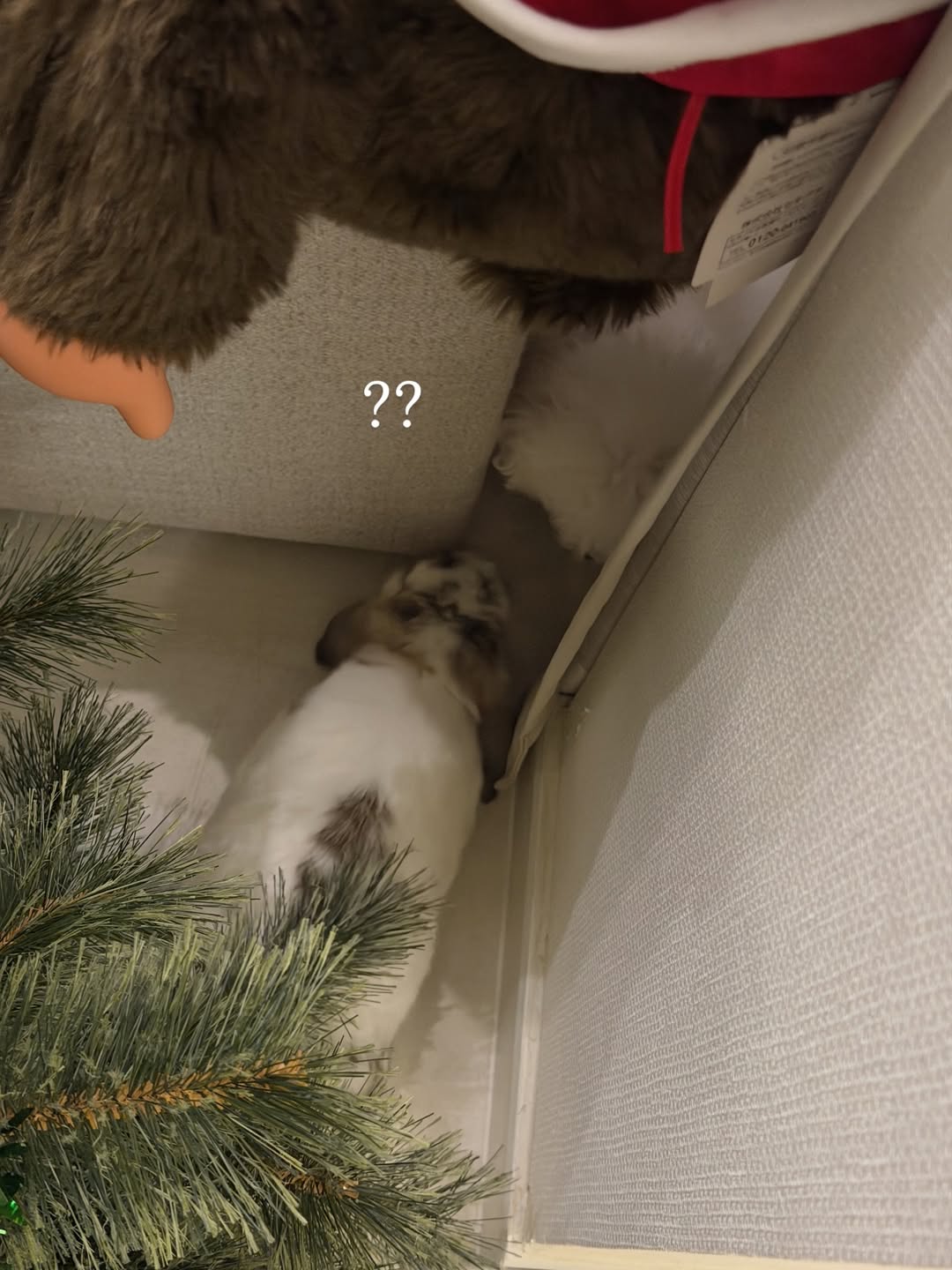 ชาล็อต ออสติน