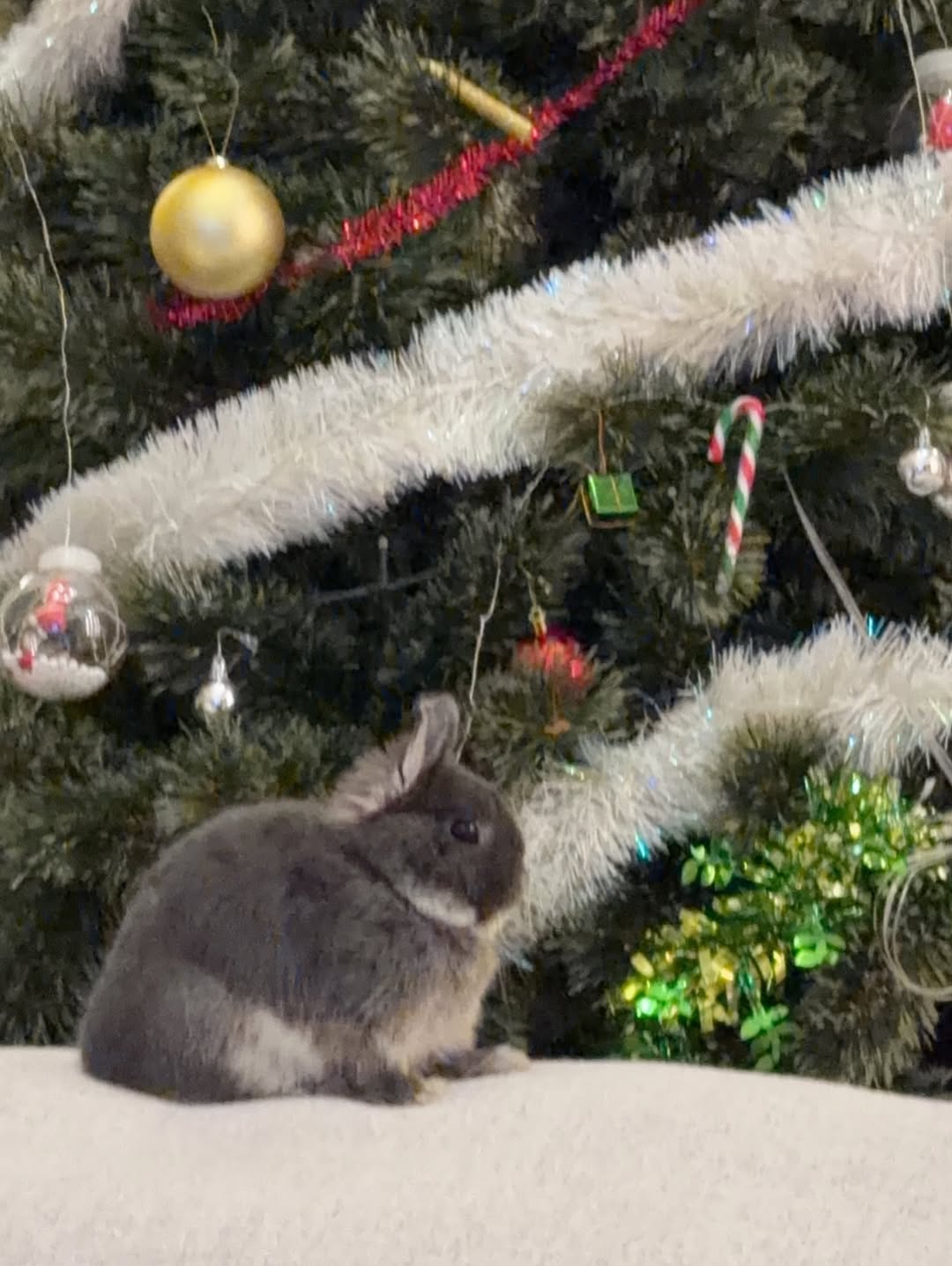 ชาล็อต ออสติน