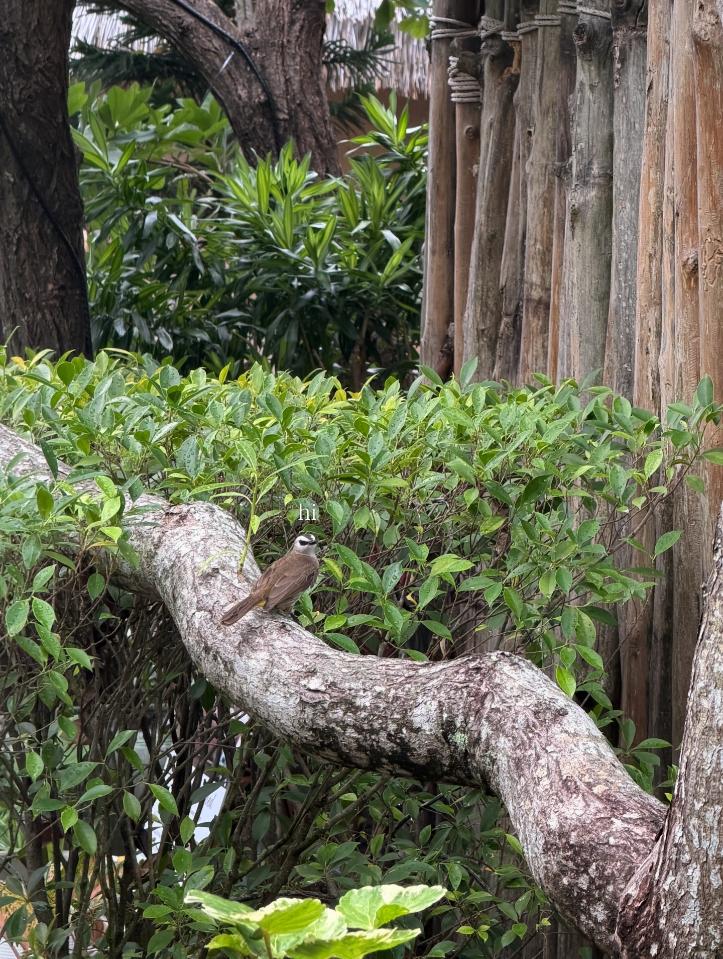 ชาล็อต ออสติน