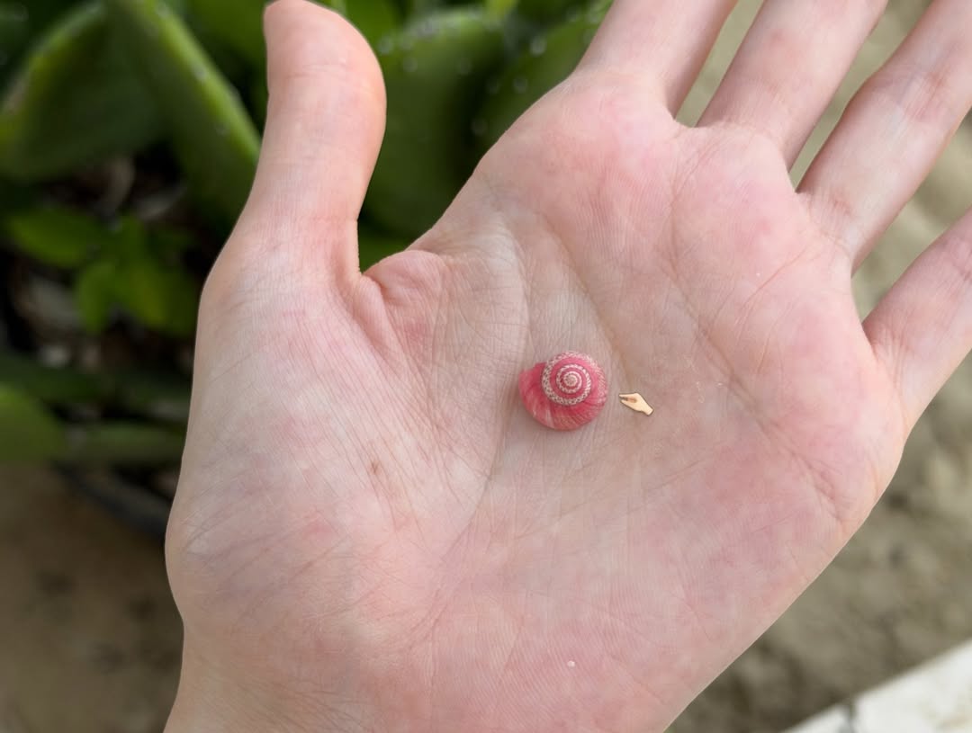 ชาล็อต ออสติน