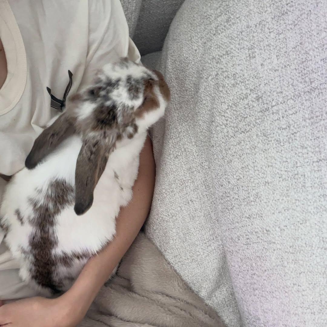 ชาล็อต ออสติน