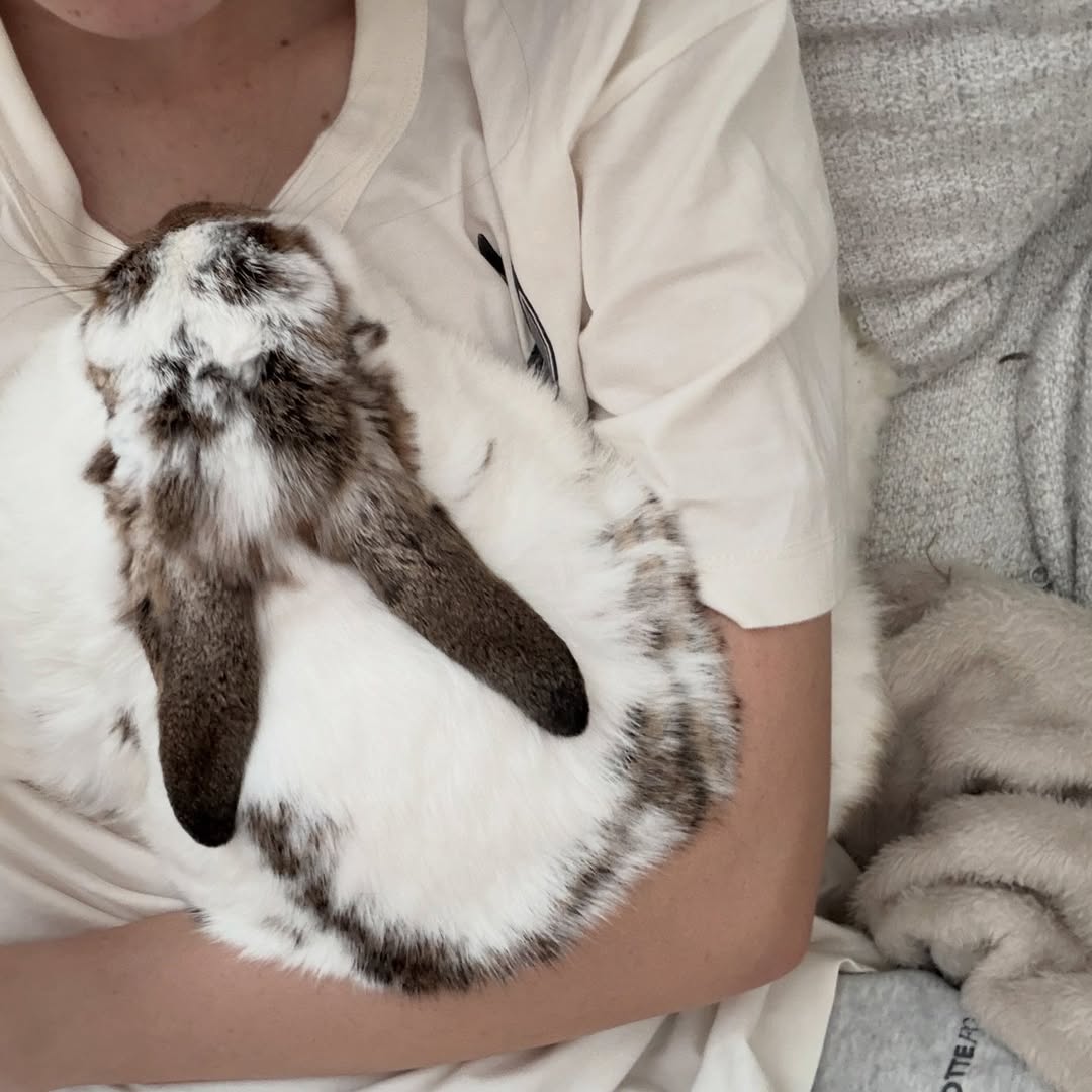 ชาล็อต ออสติน