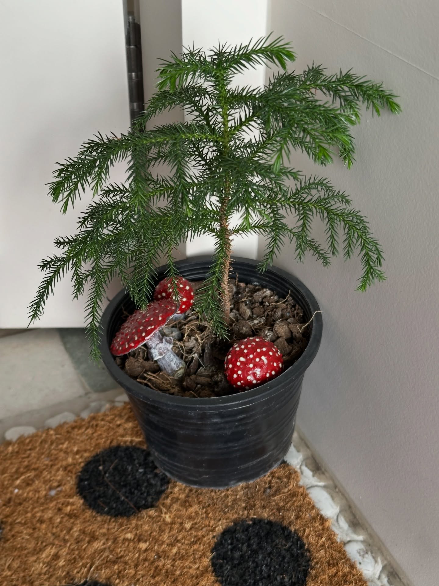 กัปตัน - ชลธร คงยิ่งยง