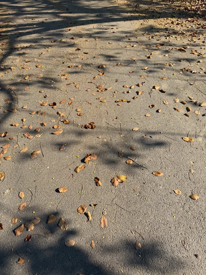 ริชชี่ - อรเณศ ดีคาบาเลส