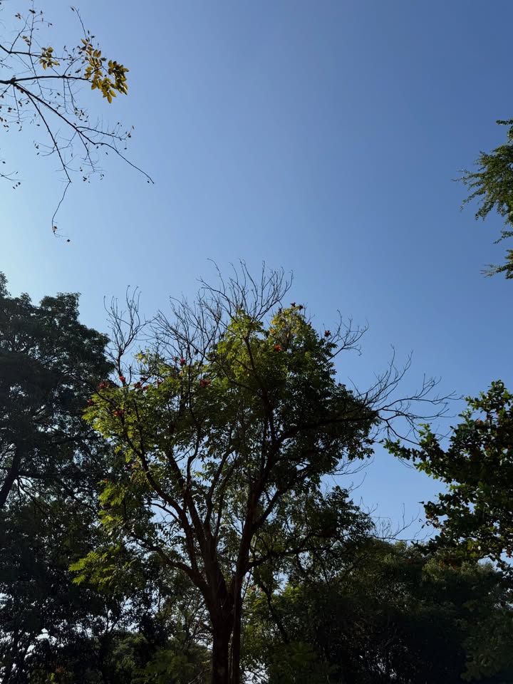 ริชชี่ - อรเณศ ดีคาบาเลส