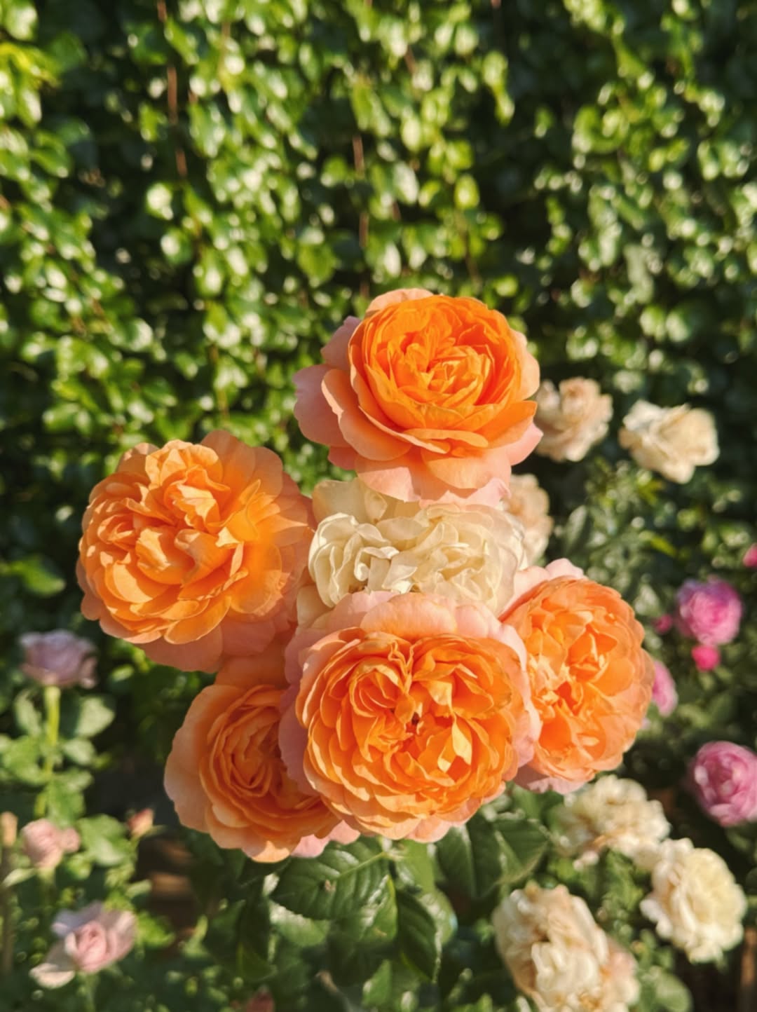 ริชชี่ - อรเณศ ดีคาบาเลส