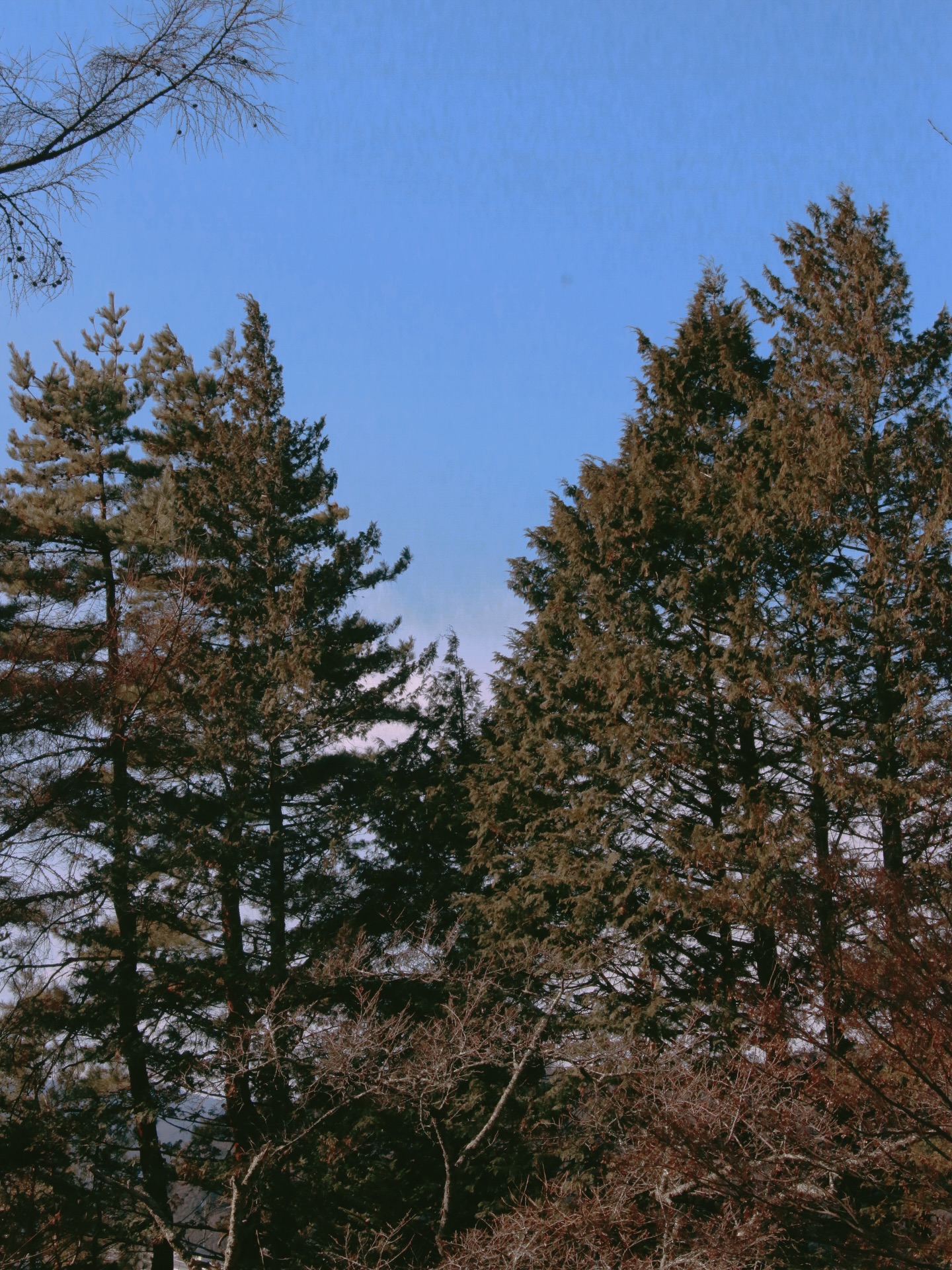 ริชชี่ - อรเณศ ดีคาบาเลส