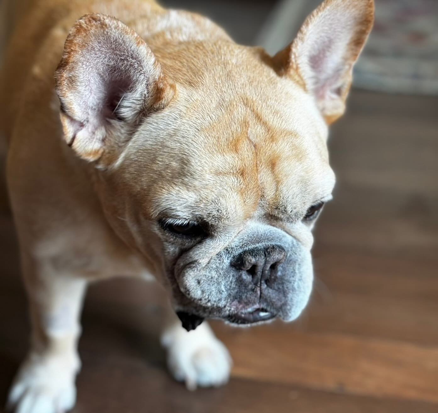 เก๋ - ชลลดา เมฆราตรี