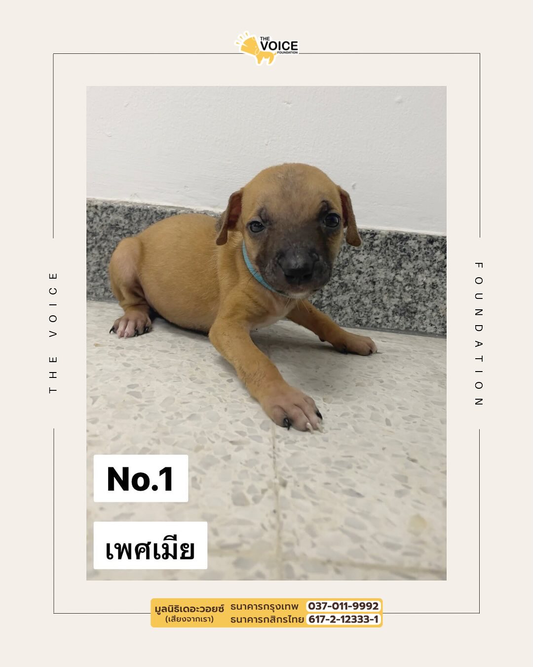 เก๋ - ชลลดา เมฆราตรี