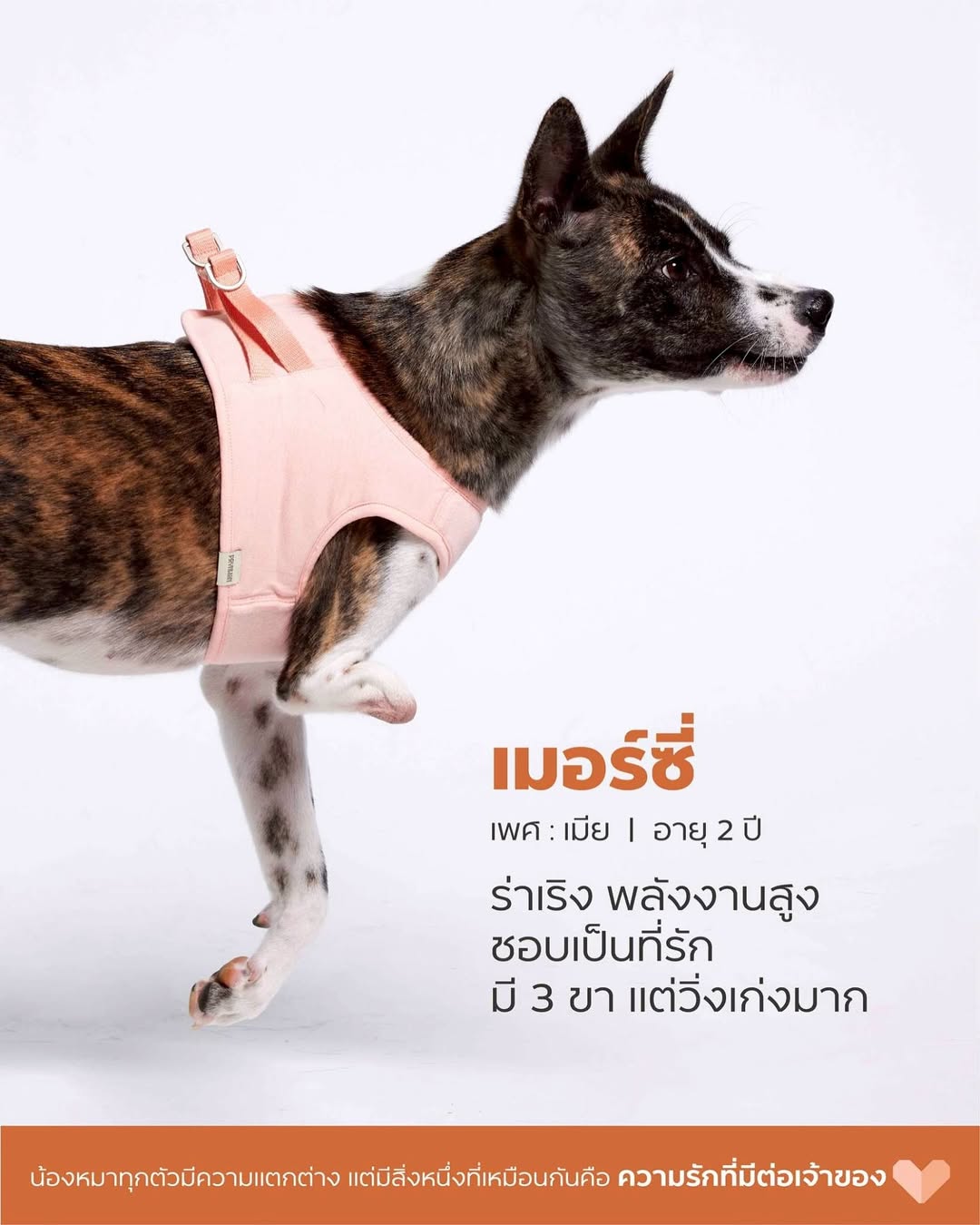 เก๋ - ชลลดา เมฆราตรี