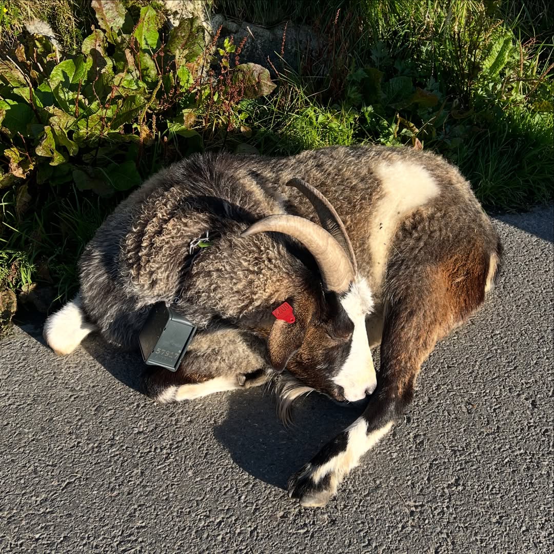 เก๋ - ชลลดา เมฆราตรี