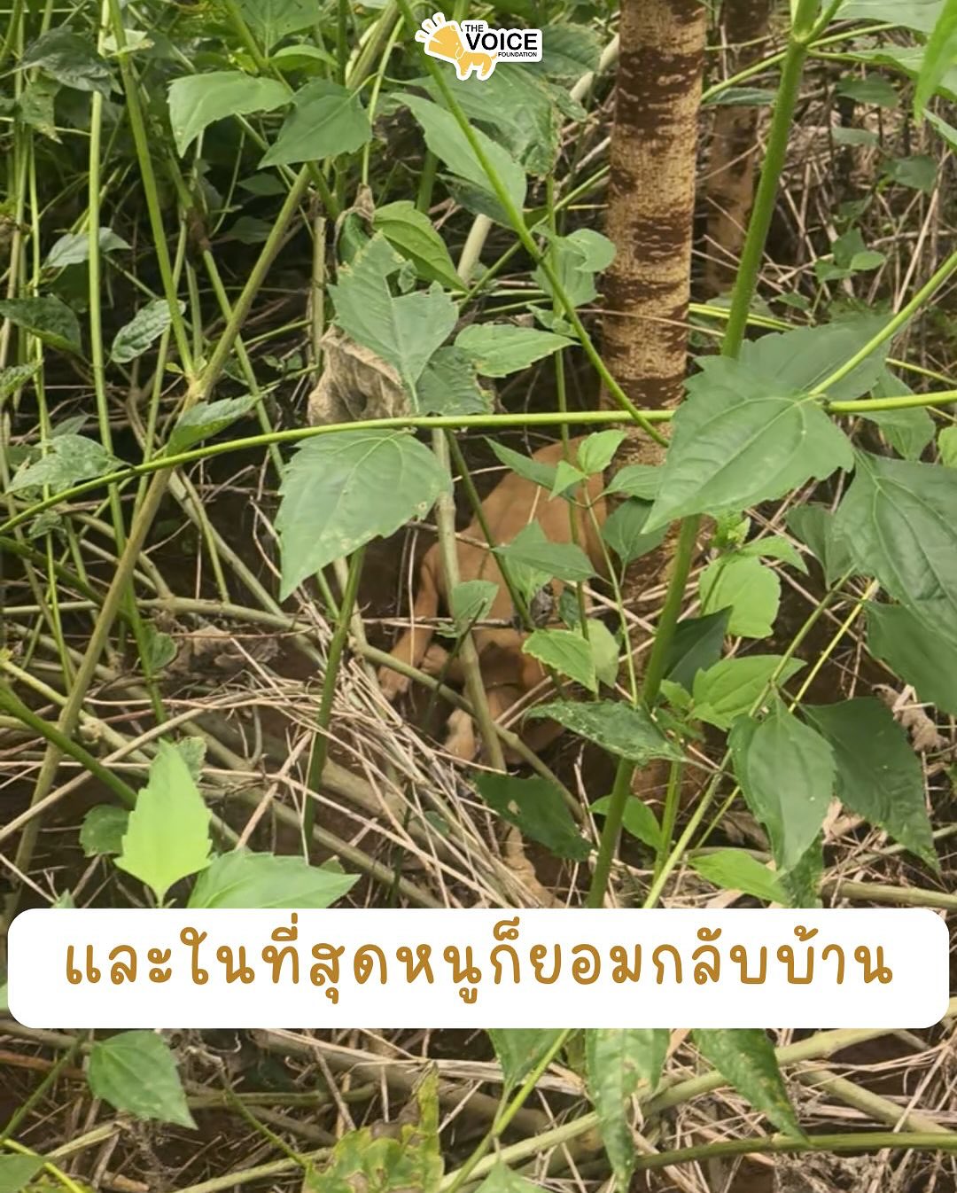 เก๋ - ชลลดา เมฆราตรี