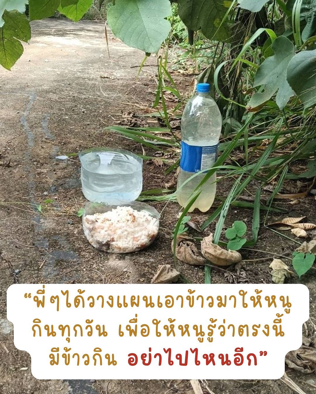 เก๋ - ชลลดา เมฆราตรี