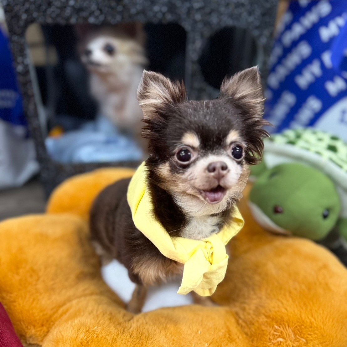 เก๋ - ชลลดา เมฆราตรี