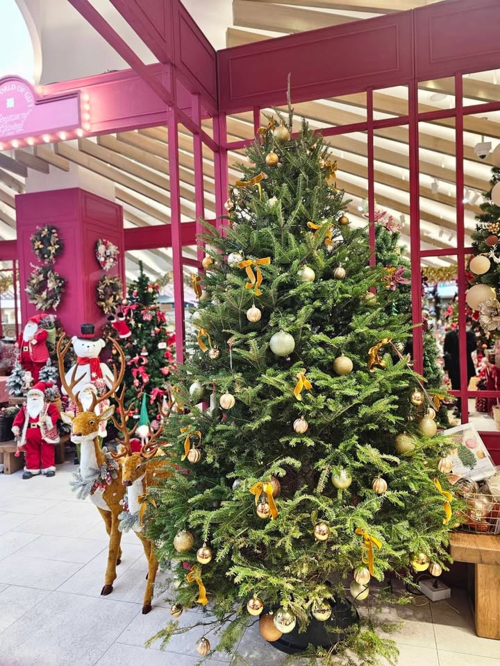 เก๋ - ชลลดา เมฆราตรี