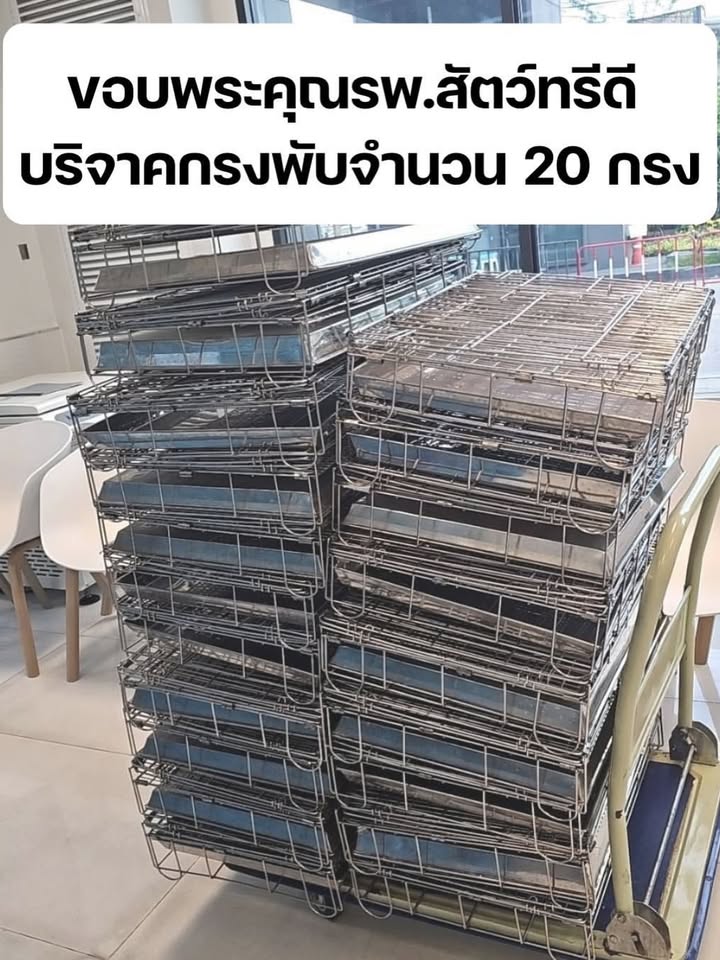 เก๋ - ชลลดา เมฆราตรี