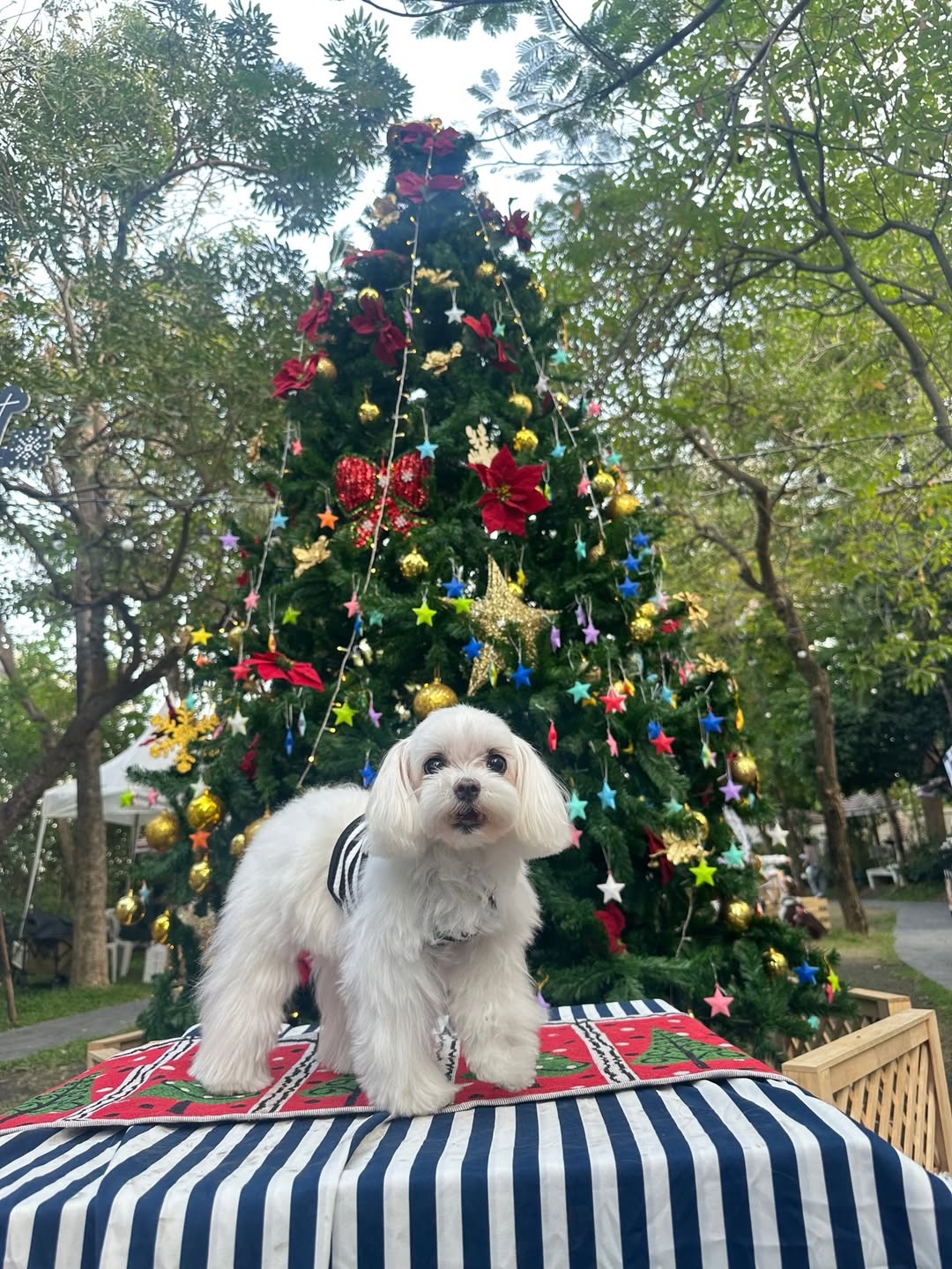 เก๋ - ชลลดา เมฆราตรี