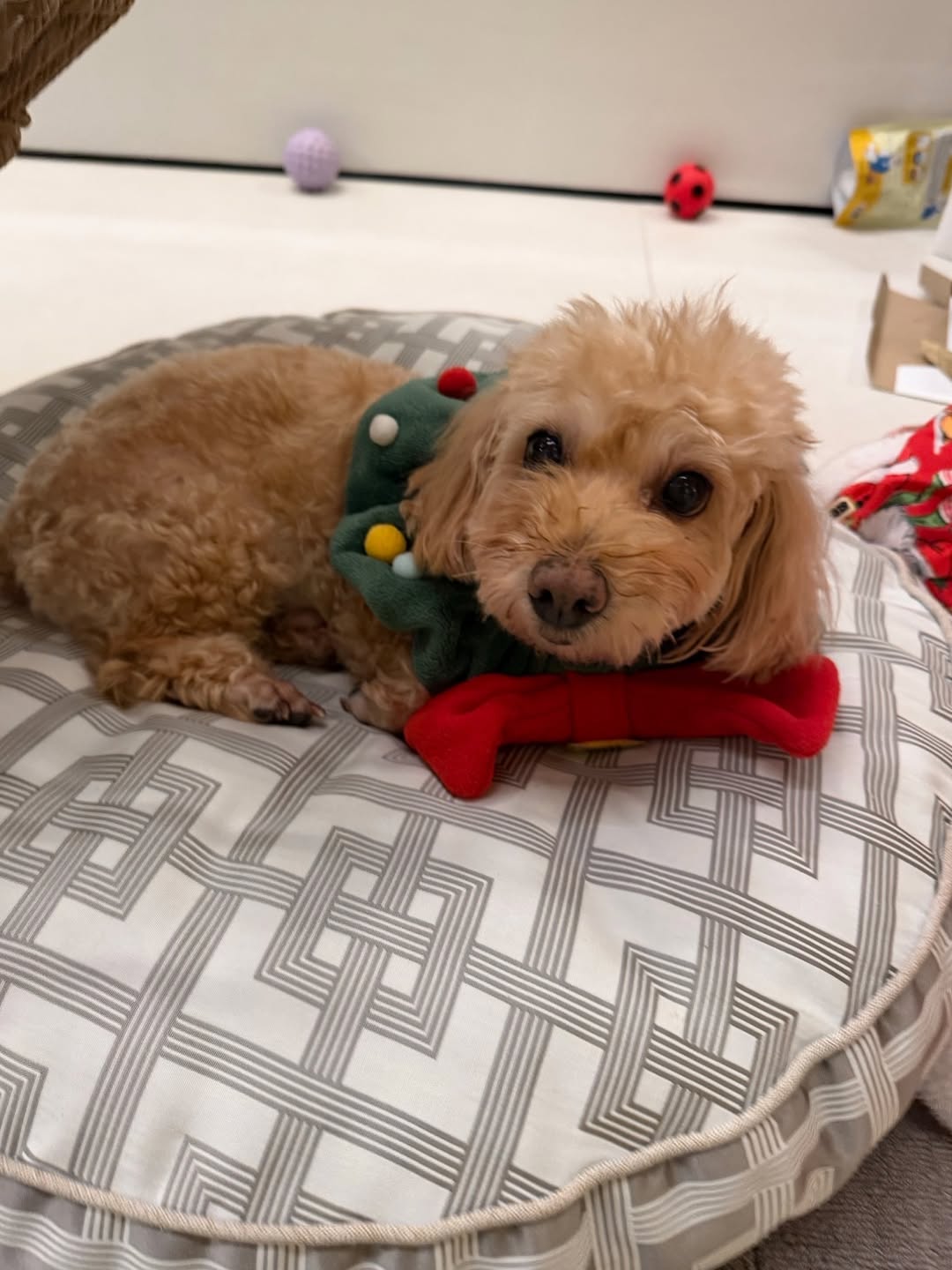 เก๋ - ชลลดา เมฆราตรี