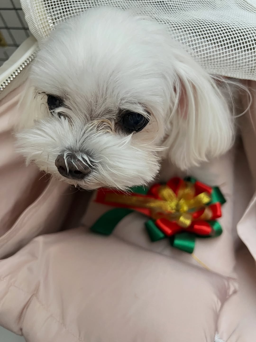 เก๋ - ชลลดา เมฆราตรี