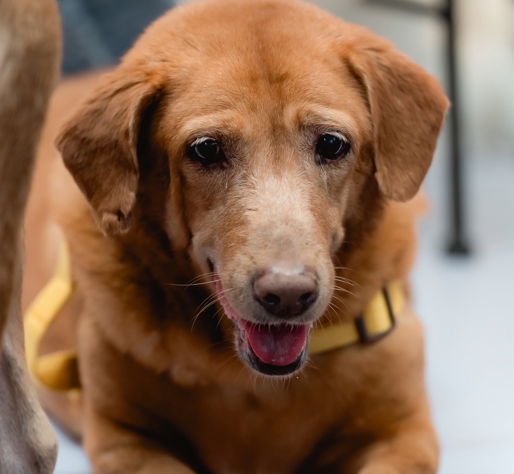 เก๋ - ชลลดา เมฆราตรี