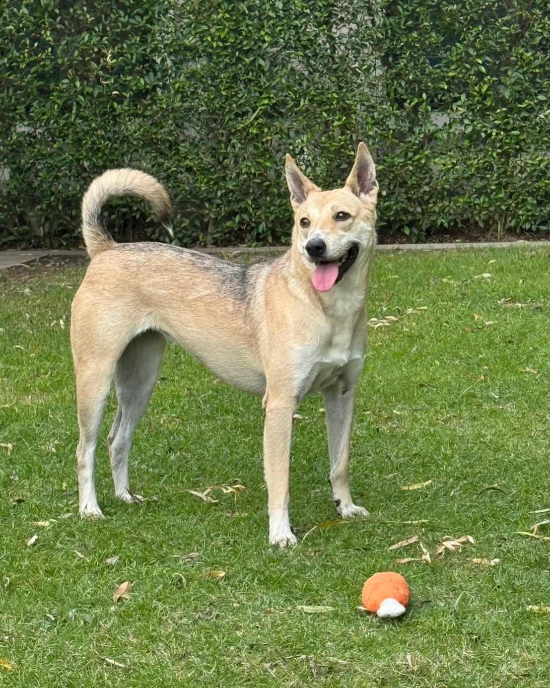 เก๋ - ชลลดา เมฆราตรี