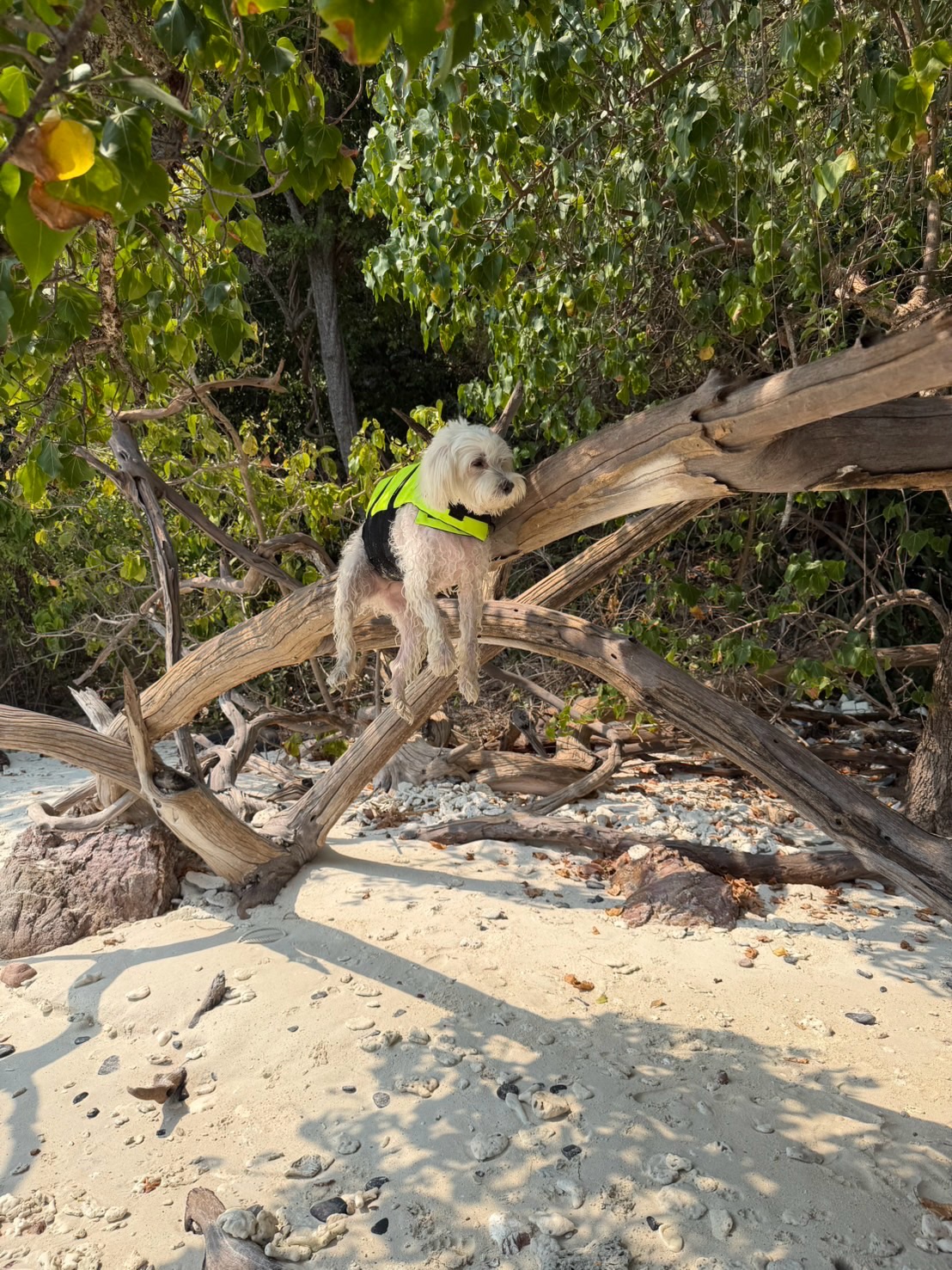 เก๋ - ชลลดา เมฆราตรี