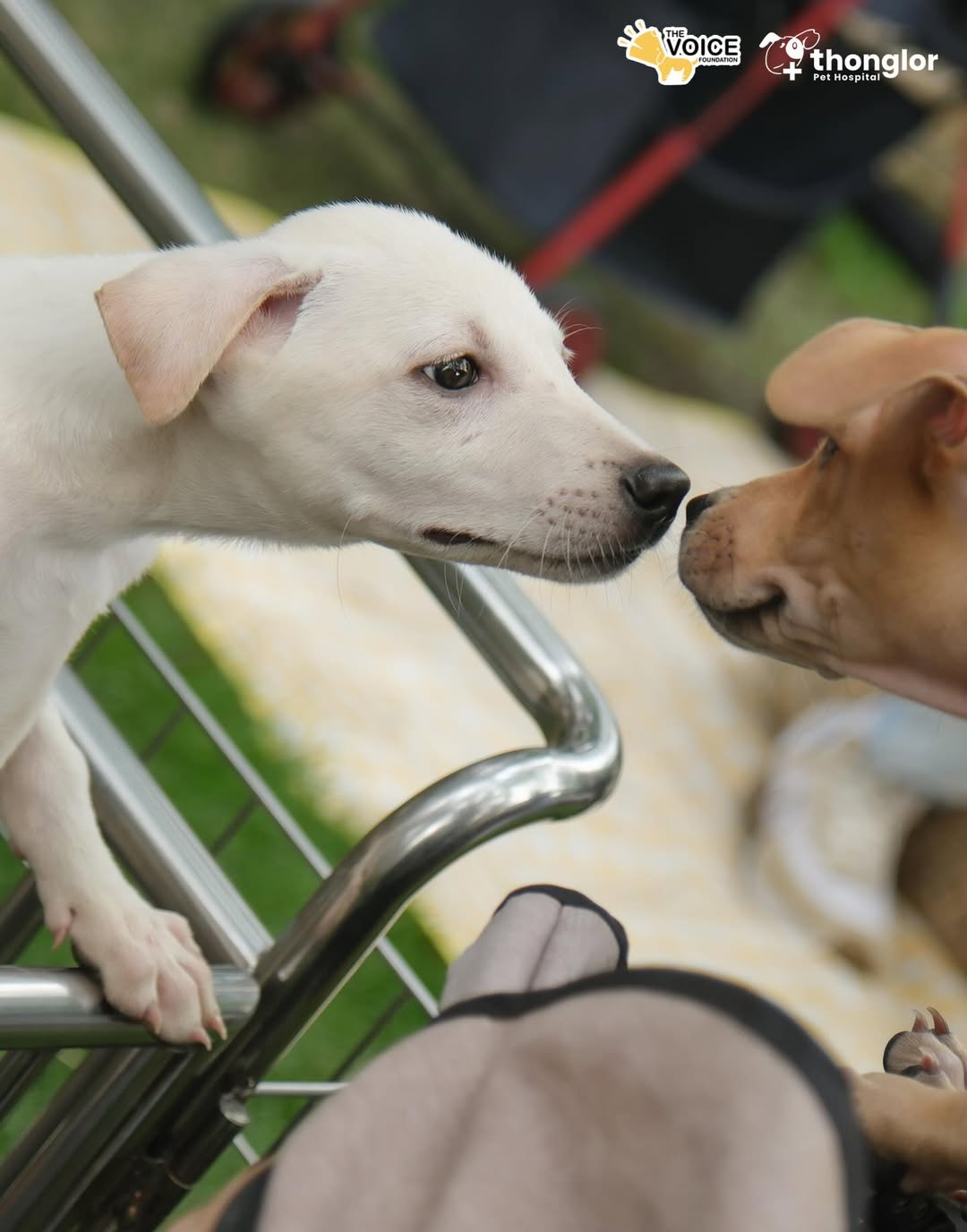 เก๋ - ชลลดา เมฆราตรี