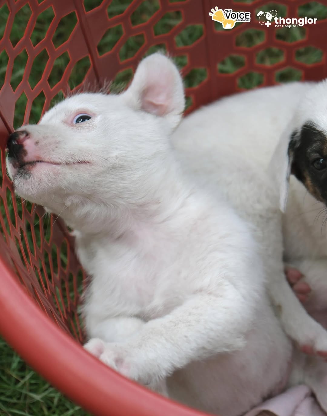 เก๋ - ชลลดา เมฆราตรี