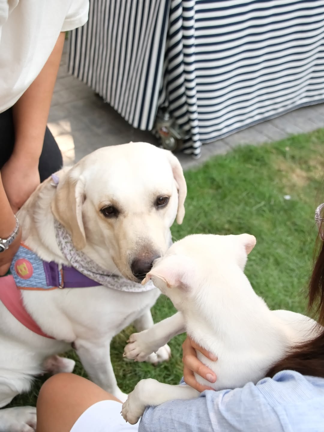 เก๋ - ชลลดา เมฆราตรี