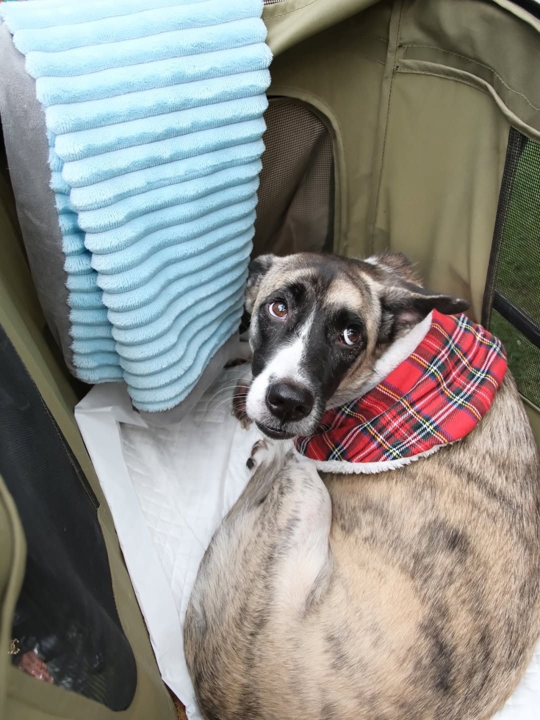 เก๋ - ชลลดา เมฆราตรี