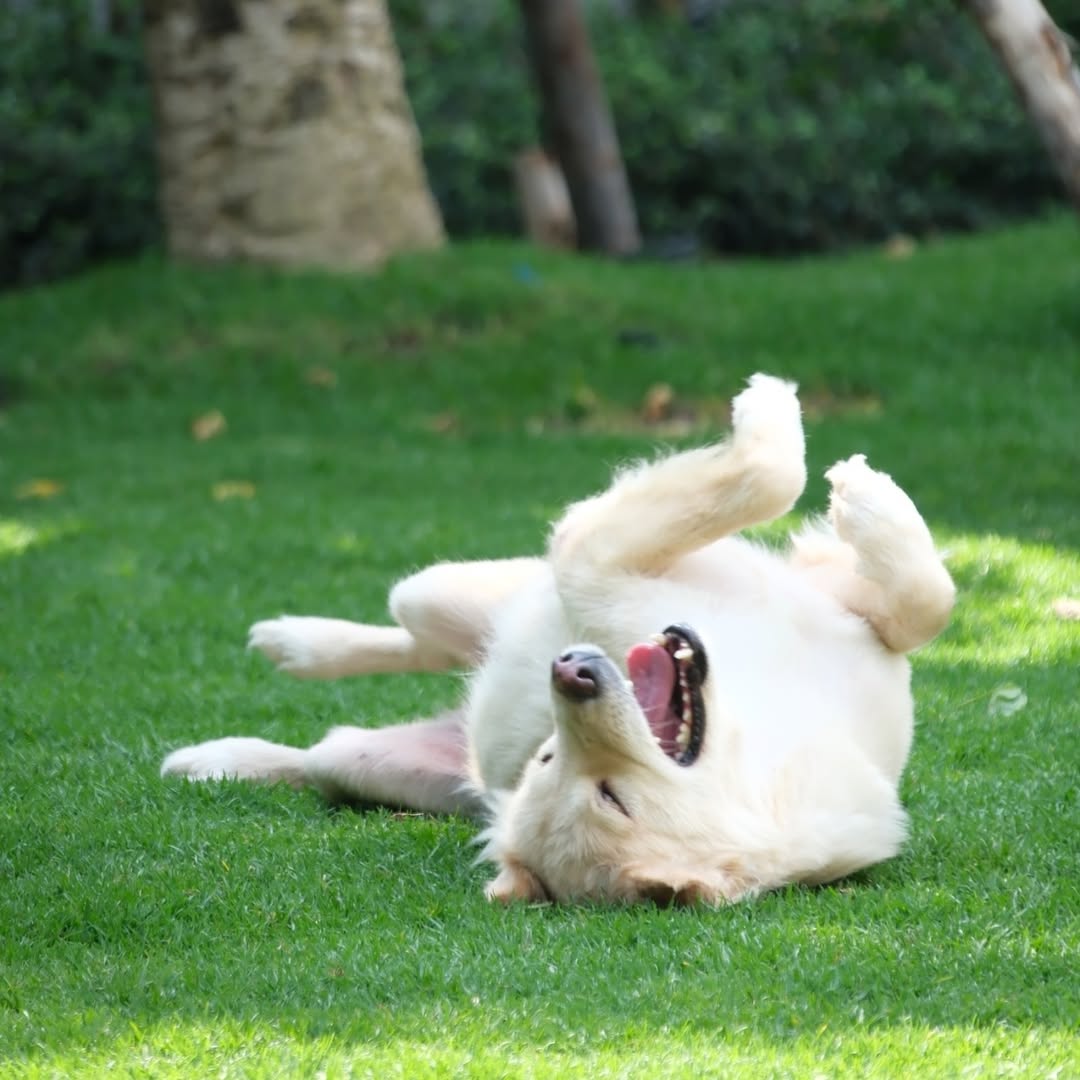 เก๋ - ชลลดา เมฆราตรี