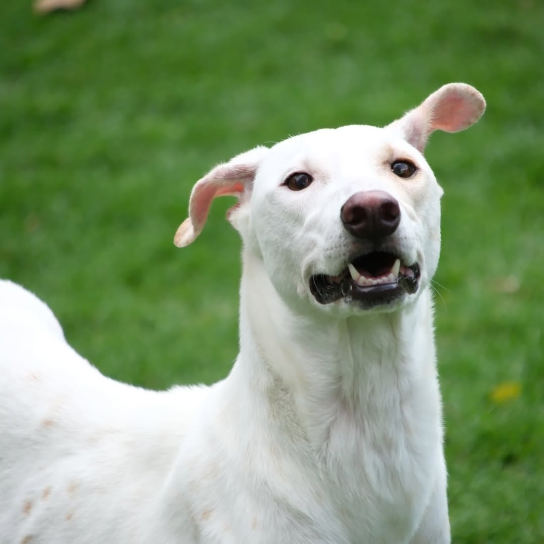 เก๋ - ชลลดา เมฆราตรี