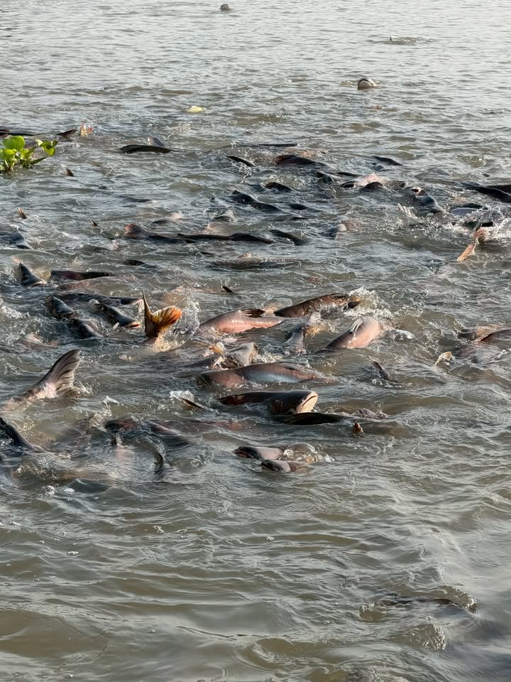 เก๋ - ชลลดา เมฆราตรี