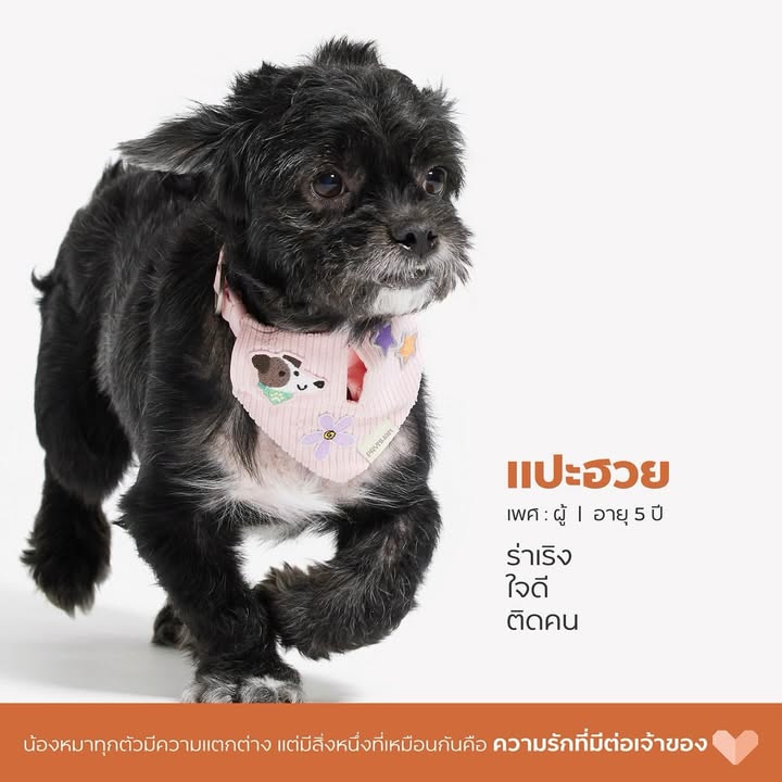 เก๋ - ชลลดา เมฆราตรี