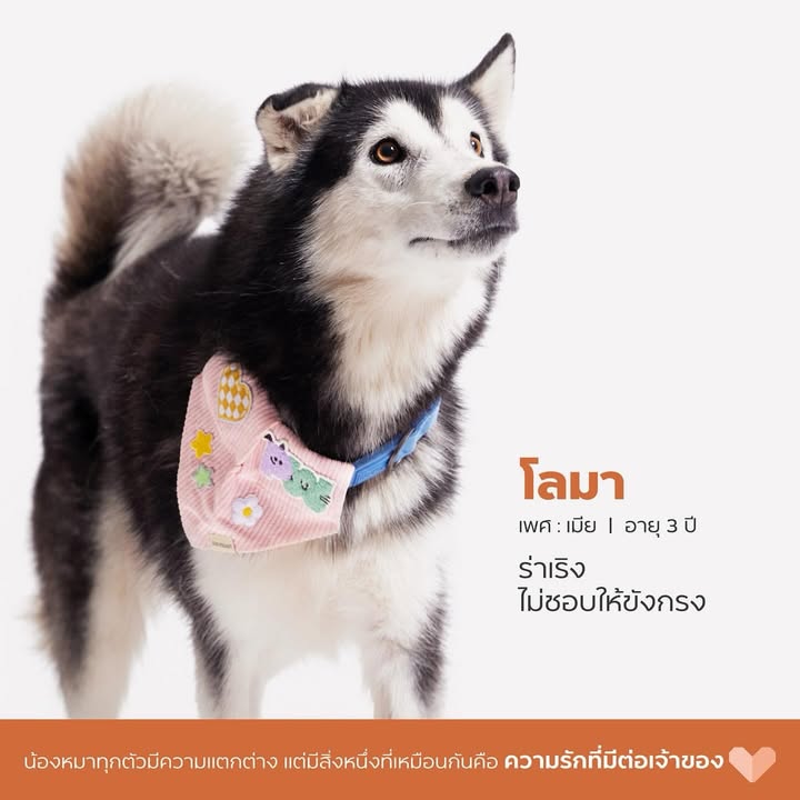 เก๋ - ชลลดา เมฆราตรี