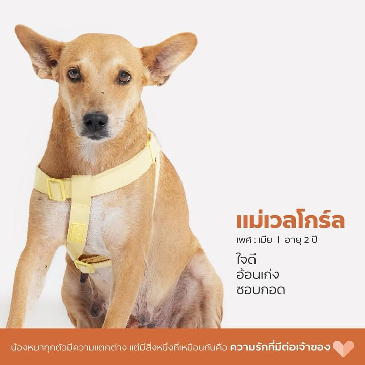 เก๋ - ชลลดา เมฆราตรี