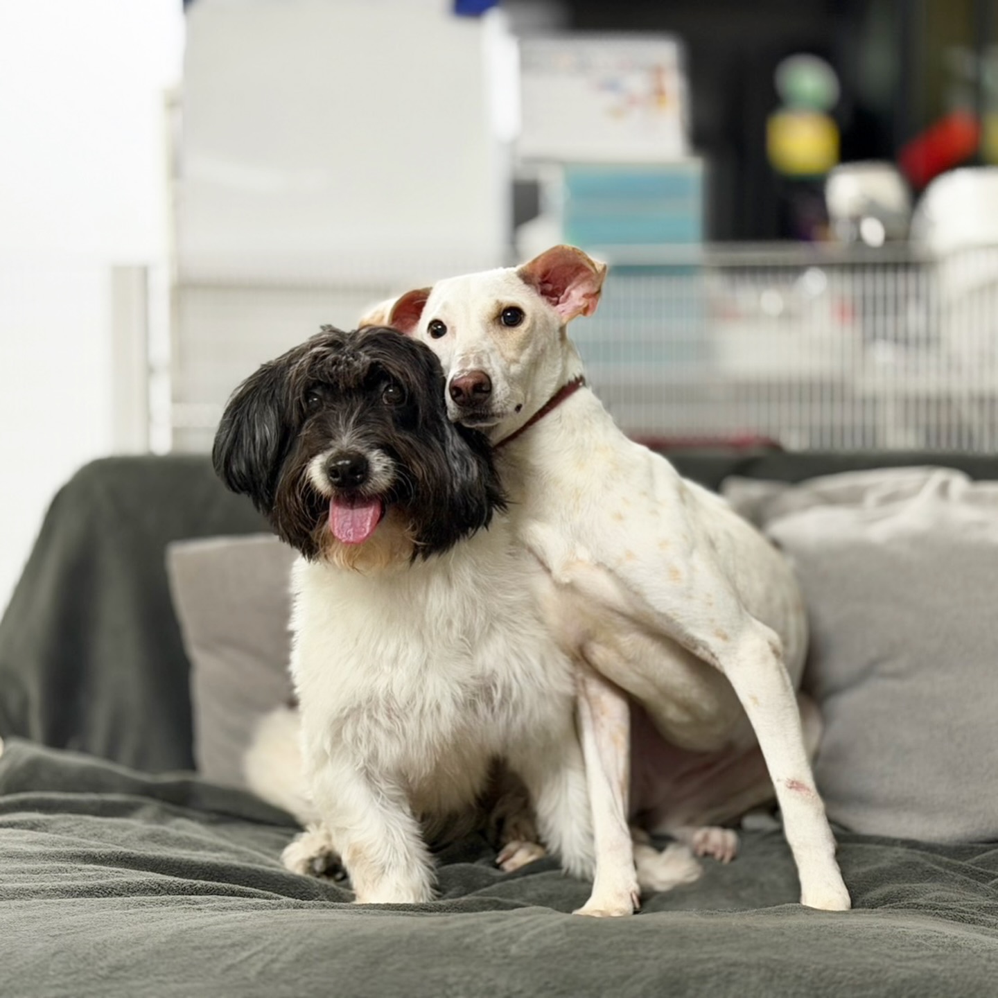 เก๋ - ชลลดา เมฆราตรี