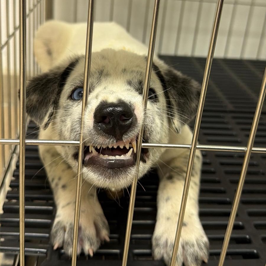 เก๋ - ชลลดา เมฆราตรี