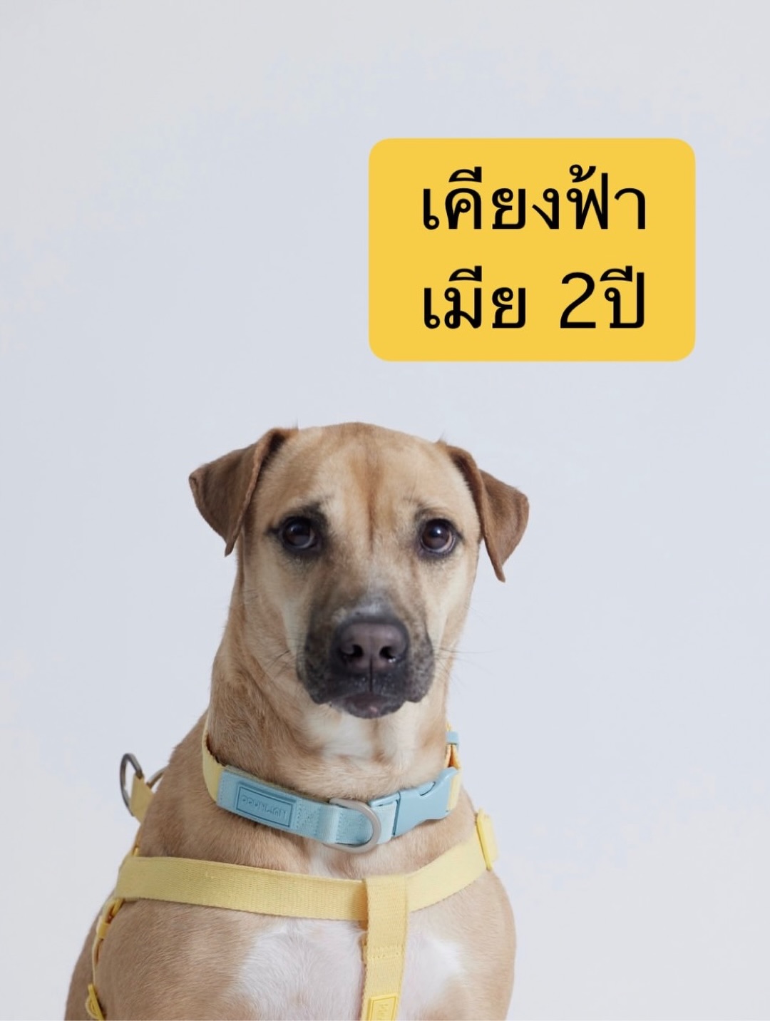 เก๋ - ชลลดา เมฆราตรี