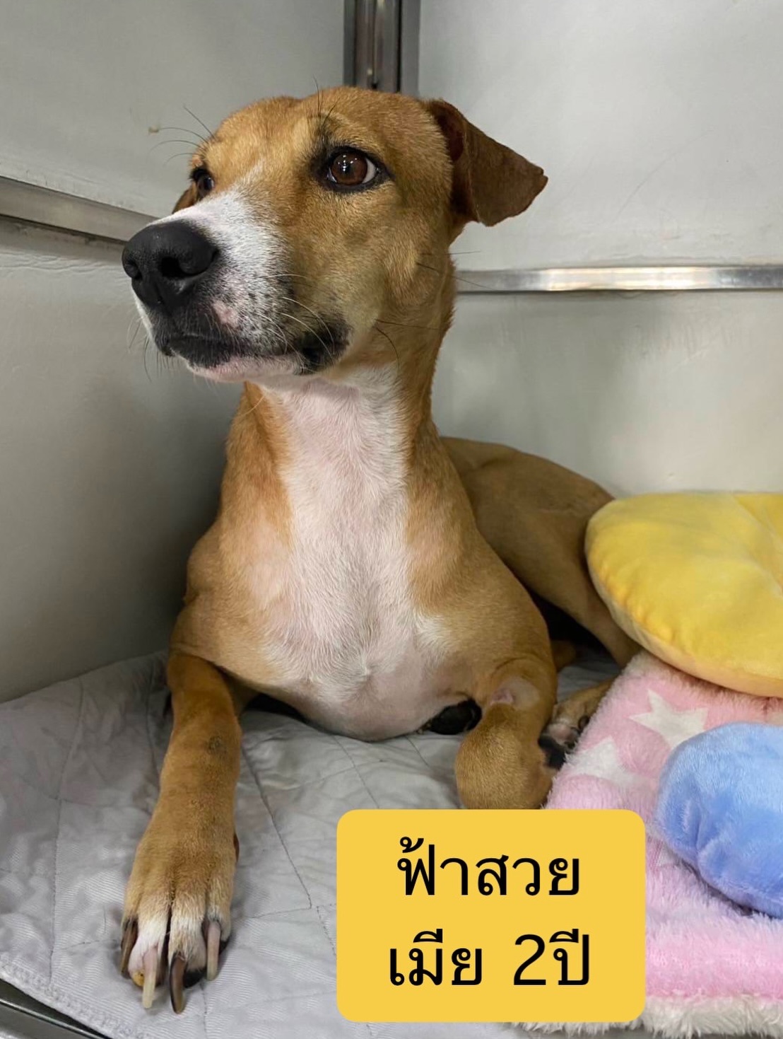 เก๋ - ชลลดา เมฆราตรี